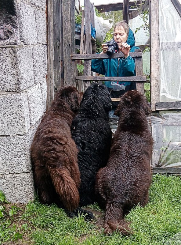 Фото: ньюфаундленд Фанньюф Госпожа Удача (Funnewf Gospozha Udacha), ньюфаундленд Фанньюф Улетная Девчонка (Funnewf Uletnaya Devchenka), ньюфаундленд Фанньюф Желанная Мадмуазель Шанте Блюз, Ольга Есина
