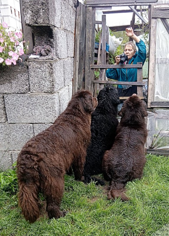 Фото: ньюфаундленд Фанньюф Госпожа Удача (Funnewf Gospozha Udacha), ньюфаундленд Фанньюф Улетная Девчонка (Funnewf Uletnaya Devchenka), ньюфаундленд Фанньюф Желанная Мадмуазель Шанте Блюз, Ольга Есина
