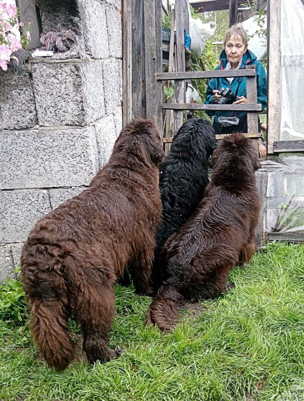 Фото: ньюфаундленд Фанньюф Госпожа Удача (Funnewf Gospozha Udacha), ньюфаундленд Фанньюф Улетная Девчонка (Funnewf Uletnaya Devchenka), ньюфаундленд Фанньюф Желанная Мадмуазель Шанте Блюз, Ольга Есина