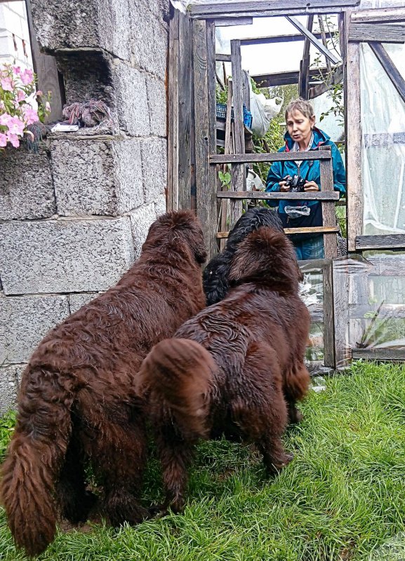 Фото: ньюфаундленд Фанньюф Госпожа Удача (Funnewf Gospozha Udacha), ньюфаундленд Фанньюф Улетная Девчонка (Funnewf Uletnaya Devchenka), ньюфаундленд Фанньюф Желанная Мадмуазель Шанте Блюз, Ольга Есина