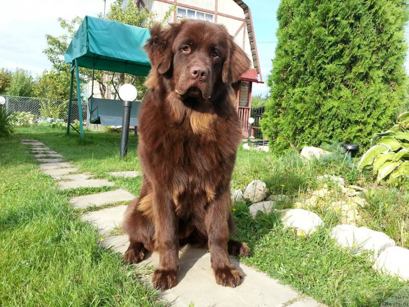 Фото: ньюфаундленд Браунблад МСК Сэмми Лесс