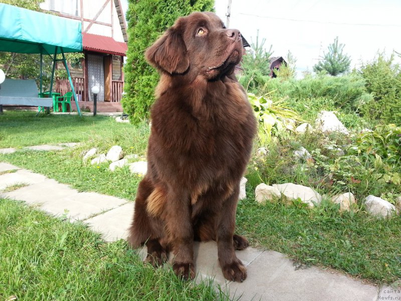 Фото: ньюфаундленд Браунблад МСК Сэмми Лесс