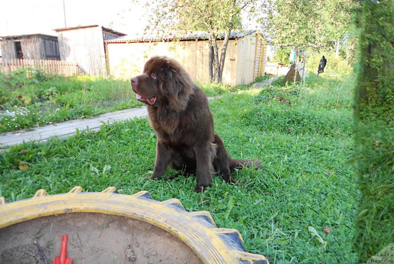 Фото: ньюфаундленд Браунблад МСК Сидни Свитин Санлайт