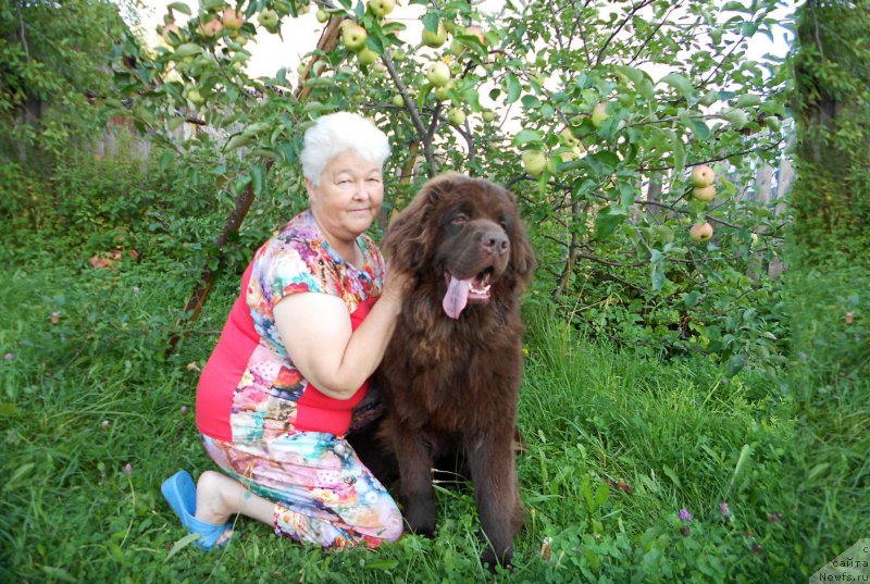 Фото: ньюфаундленд Браунблад МСК Сидни Свитин Санлайт