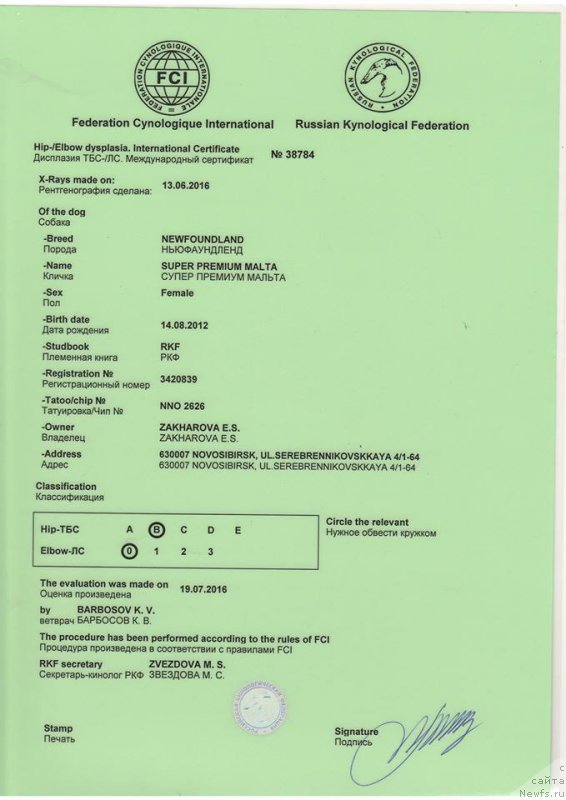 Фото: ньюфаундленд Супер Премиум Мальта