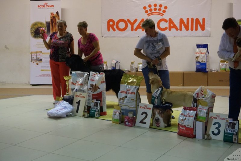 Фото: ньюфаундленд Бридж Овер Траблд Ривер (Bridge Over Troubled River)