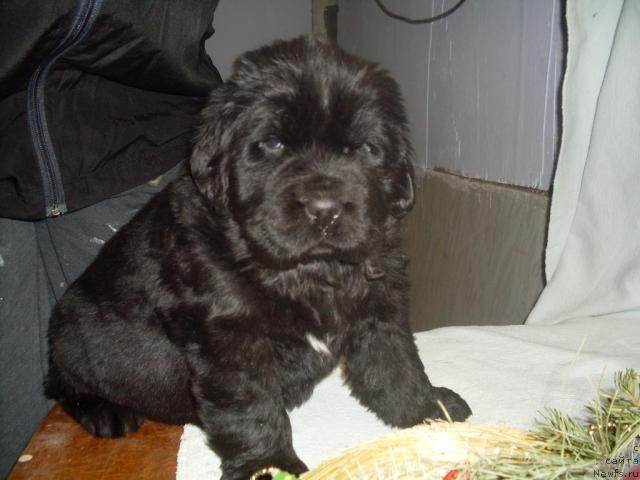 Фото: ньюфаундленд Mississippi-Missouri Careen