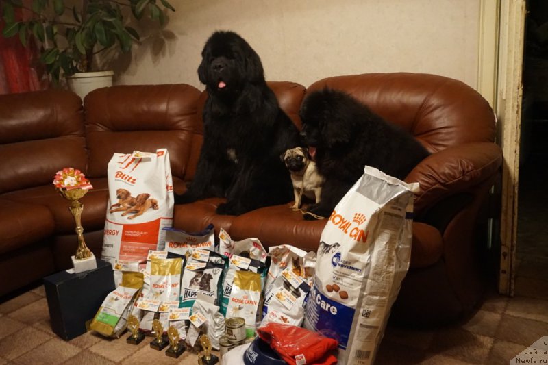 Фото: ньюфаундленд Династик Брэнч Яндекс Хапинесс (Dynastic Branch Yandex Hapiness)