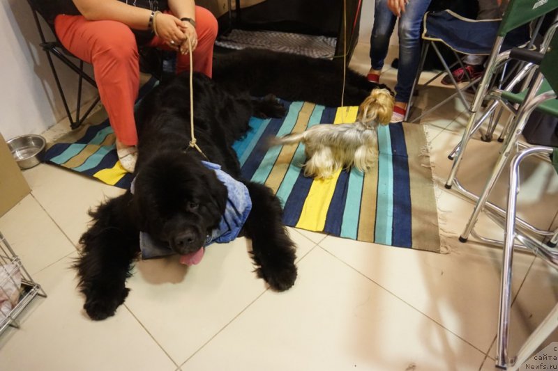 Фото: ньюфаундленд Династик Брэнч Яндекс Хапинесс (Dynastic Branch Yandex Hapiness), ньюфаундленд Бридж Овер Траблд Ривер (Bridge Over Troubled River)