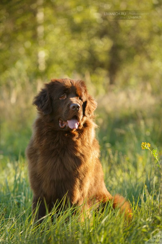 Фото: ньюфаундленд Черный Балу Златогор (Cherniy Balu Zlatogor)