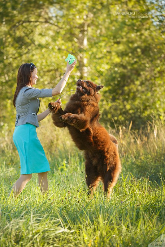Фото: ньюфаундленд Черный Балу Златогор (Cherniy Balu Zlatogor)