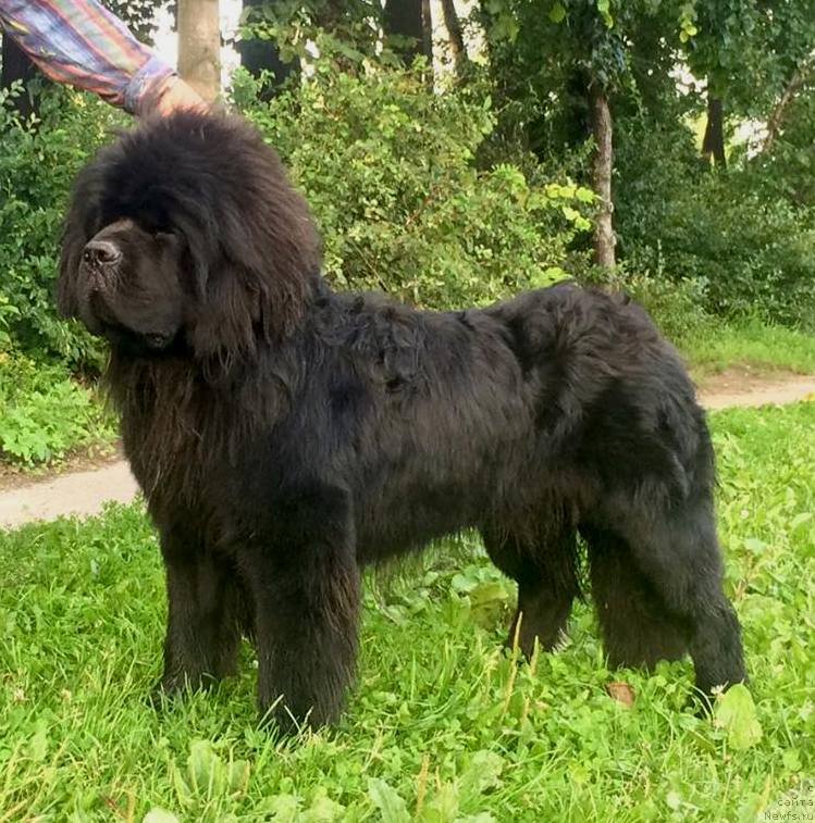 Фото: ньюфаундленд Белкондер-Клаб Якобс Монарх (Belkonder-Club Jacobs Monarch)