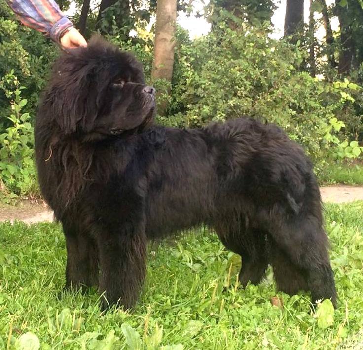 Фото: ньюфаундленд Белкондер-Клаб Якобс Монарх (Belkonder-Club Jacobs Monarch)