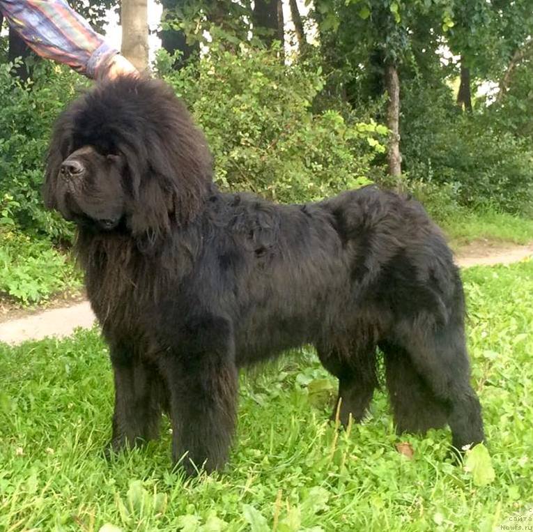 Фото: ньюфаундленд Белкондер-Клаб Якобс Монарх (Belkonder-Club Jacobs Monarch)