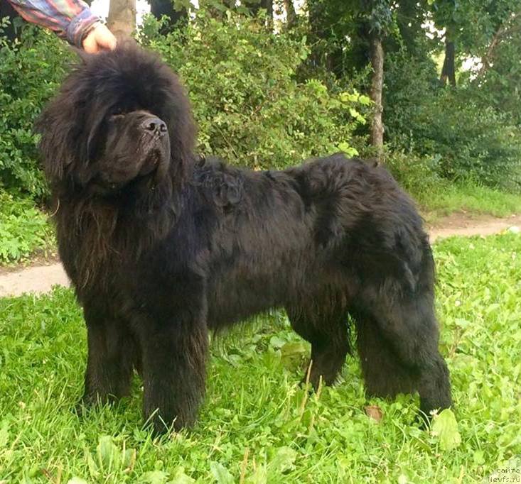 Фото: ньюфаундленд Белкондер-Клаб Якобс Монарх (Belkonder-Club Jacobs Monarch)