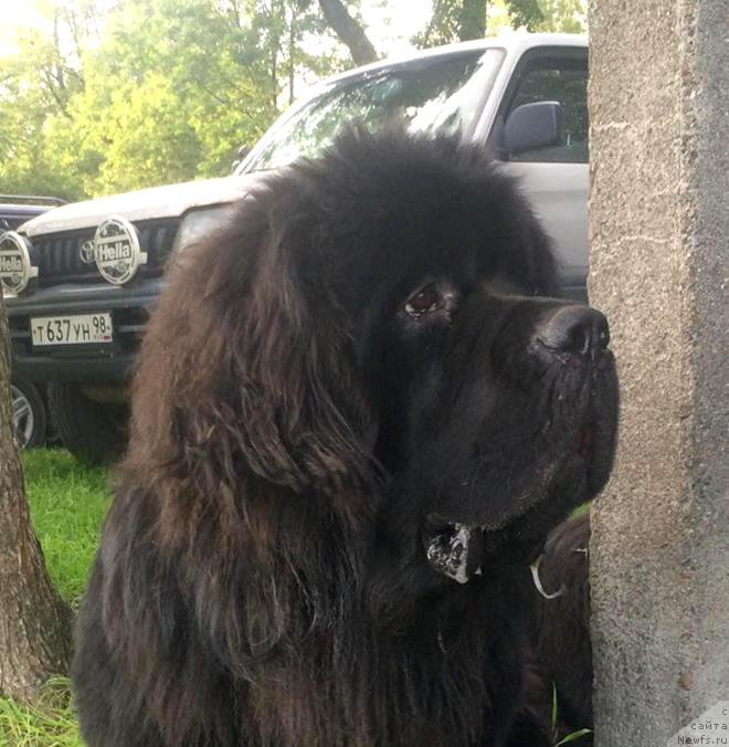 Фото: ньюфаундленд Белкондер-Клаб Якобс Монарх (Belkonder-Club Jacobs Monarch)