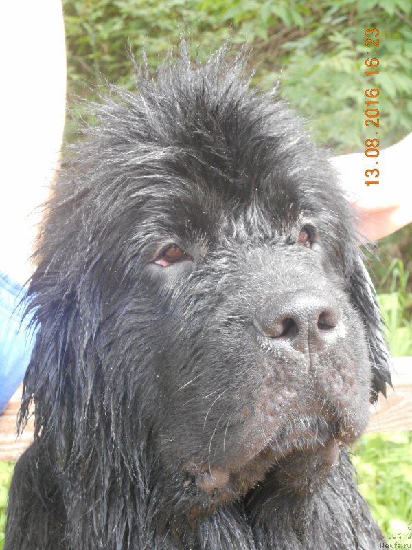 Фото: ньюфаундленд Белкондер-Клаб Ямайка Блю Маунтин (Belkonder-Club Jamaica Blue Mountin)