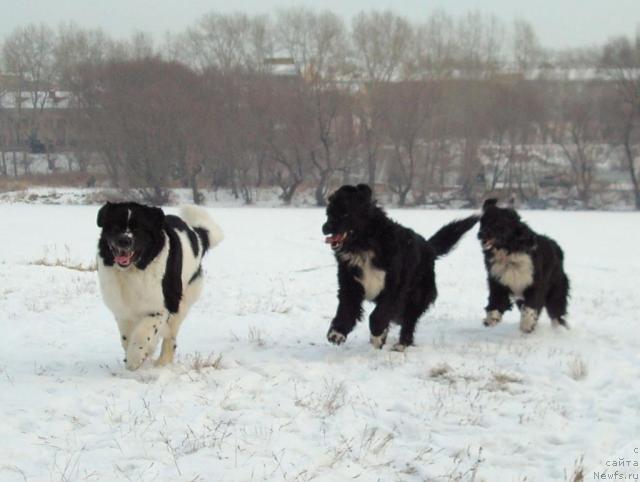 Фотография № 21269