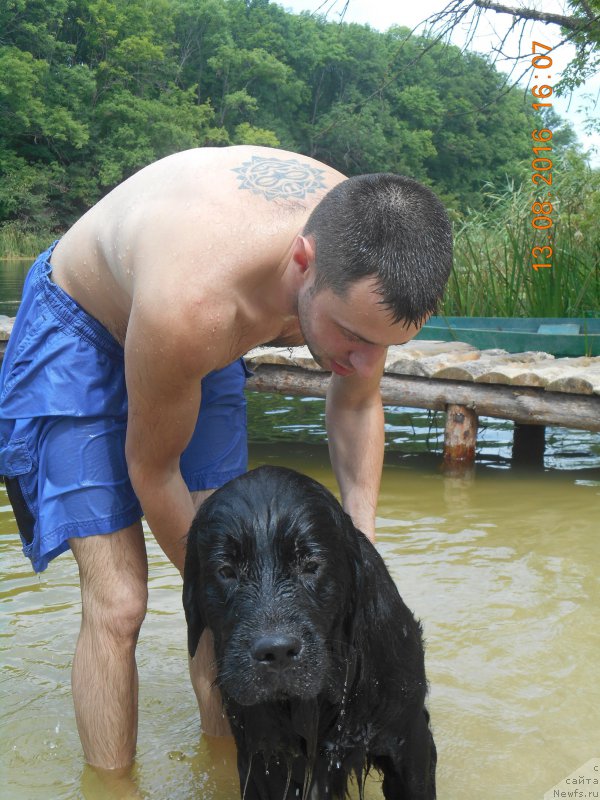 Фото: ньюфаундленд Белкондер-Клаб Ямайка Блю Маунтин (Belkonder-Club Jamaica Blue Mountin)