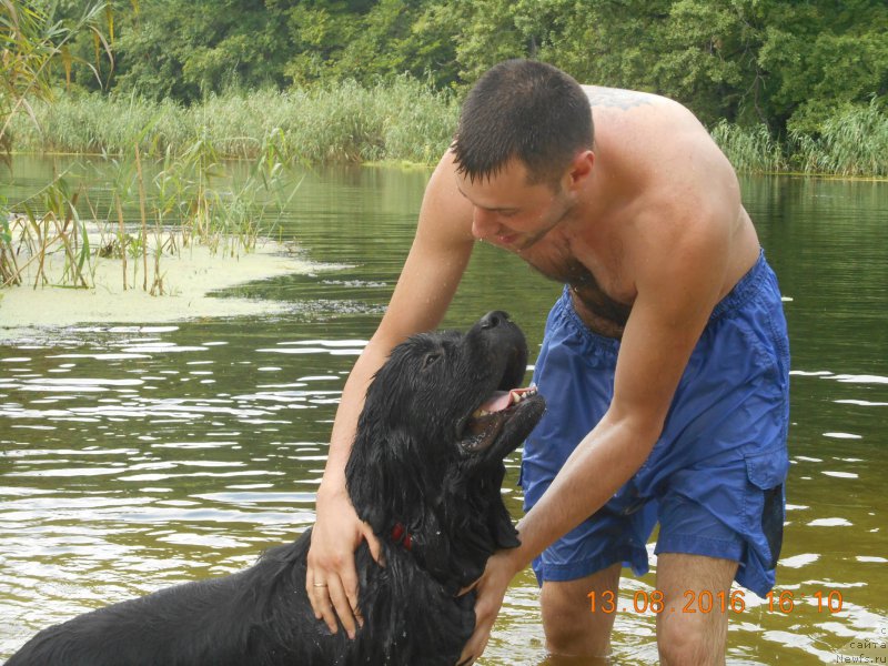 Фото: ньюфаундленд Белкондер-Клаб Ямайка Блю Маунтин (Belkonder-Club Jamaica Blue Mountin)