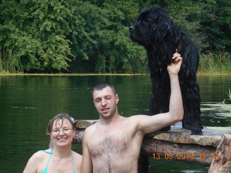 Фото: ньюфаундленд Белкондер-Клаб Ямайка Блю Маунтин (Belkonder-Club Jamaica Blue Mountin)