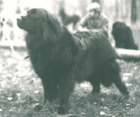 Фото: ньюфаундленд Делла Тай