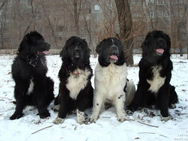 Фото: ньюфаундленд Маг Исполин Кристофер, ньюфаундленд Маг Исполин Елана (Mag Ispolin Elana), ньюфаундленд Маг Исполин Инфанта (Mag Ispolin Infanta), ньюфаундленд Маг Исполин Гардарика (Mag Ispolin Gardarika)