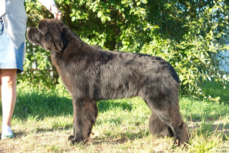 Фото: ньюфаундленд Даркфлайт Делегат