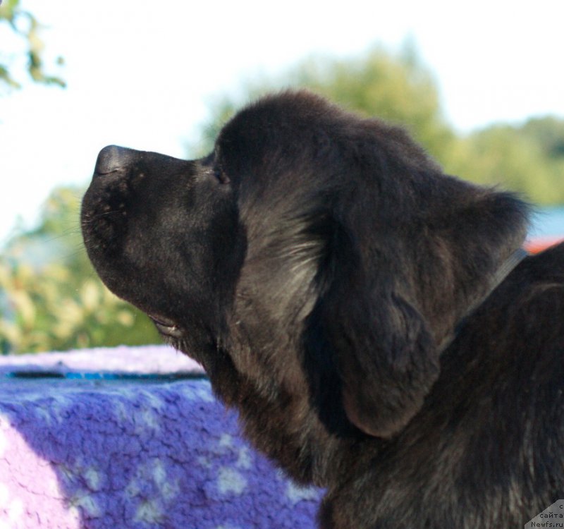 Фото: ньюфаундленд Даркфлайт Делегат