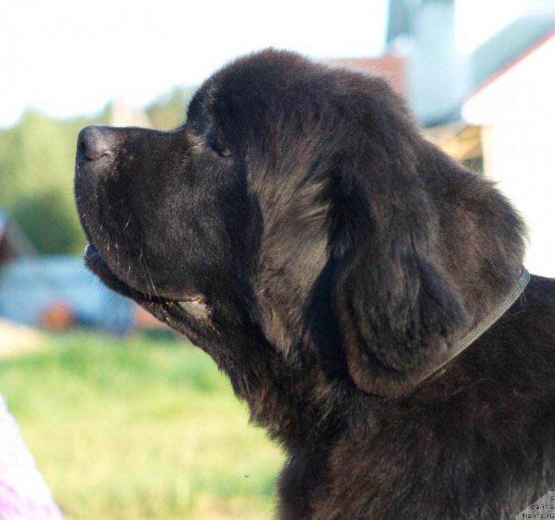 Фото: ньюфаундленд Даркфлайт Делегат