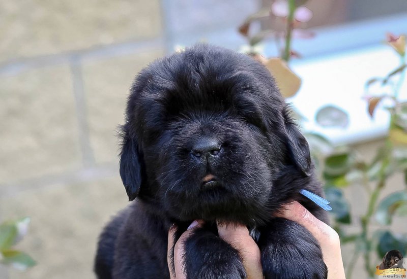 Фотография № 212714