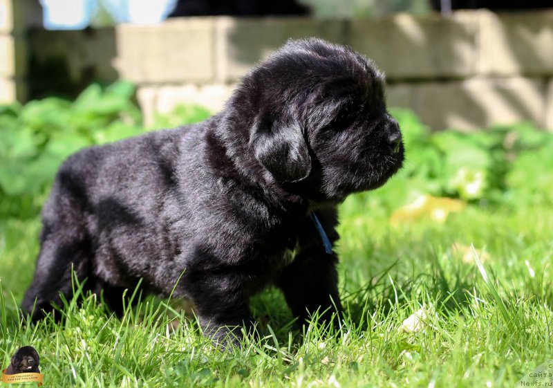 Фотография № 212717