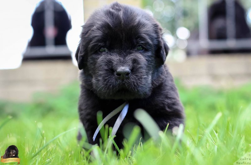 Фотография № 212723