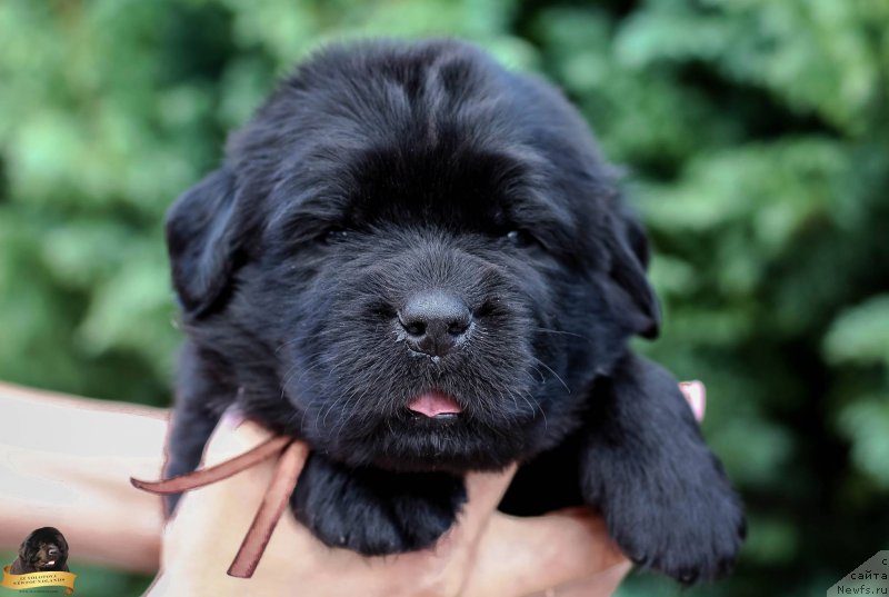 Фотография № 212725