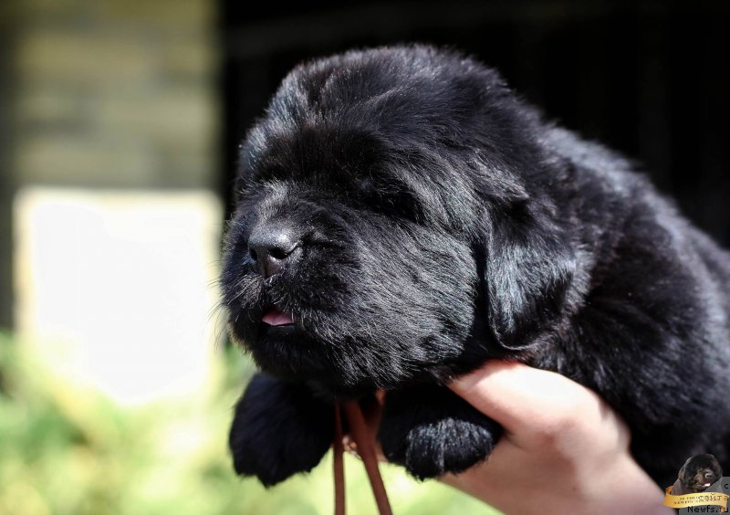 Фотография № 212726