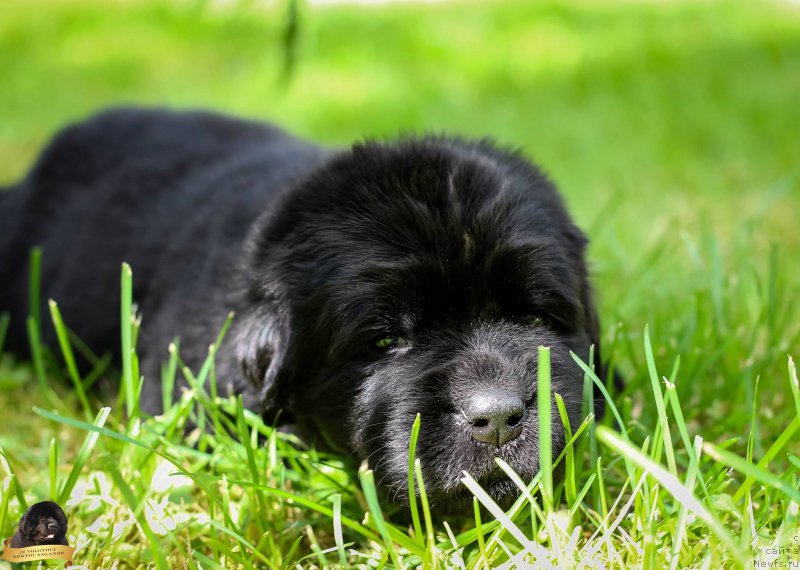 Фотография № 212727