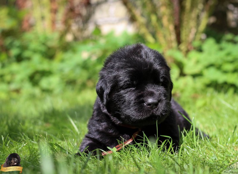 Фотография № 212728