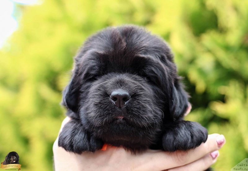 Фотография № 212731