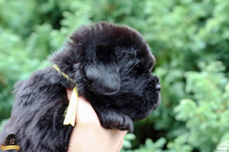 Фотография № 212732