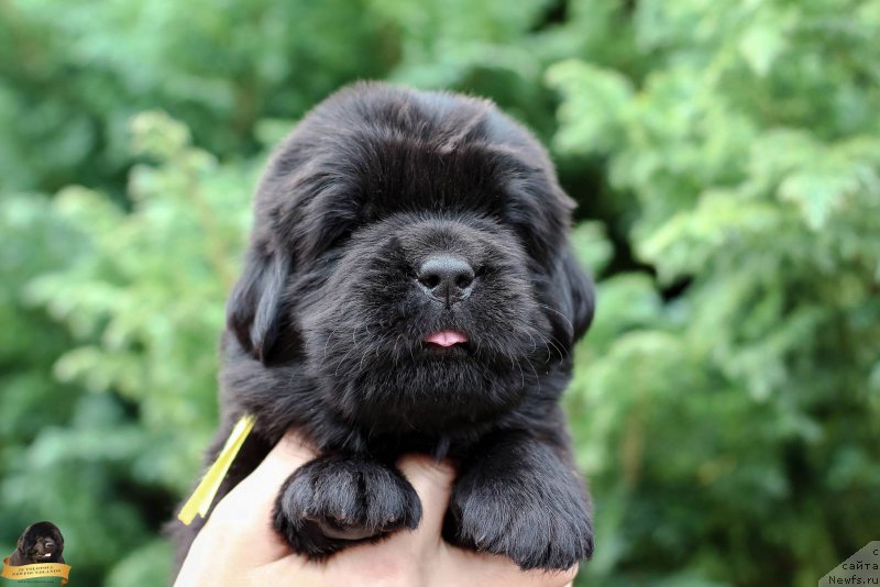 Фотография № 212734