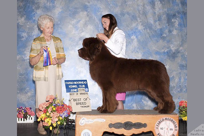 Фото: ньюфаундленд Ети с Берега Дона (Eti s Berega Dona)