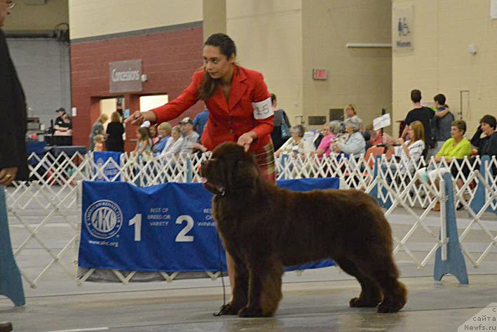 Фото: ньюфаундленд Ети с Берега Дона (Eti s Berega Dona)