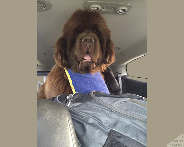 Фото: ньюфаундленд Ети с Берега Дона (Eti s Berega Dona)