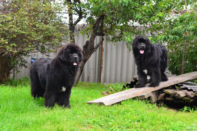 Фото: ньюфаундленд Талисман Моря Ла-Валетта, ньюфаундленд Талисман Моря Мишель
