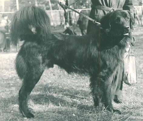 Фото: ньюфаундленд Фил