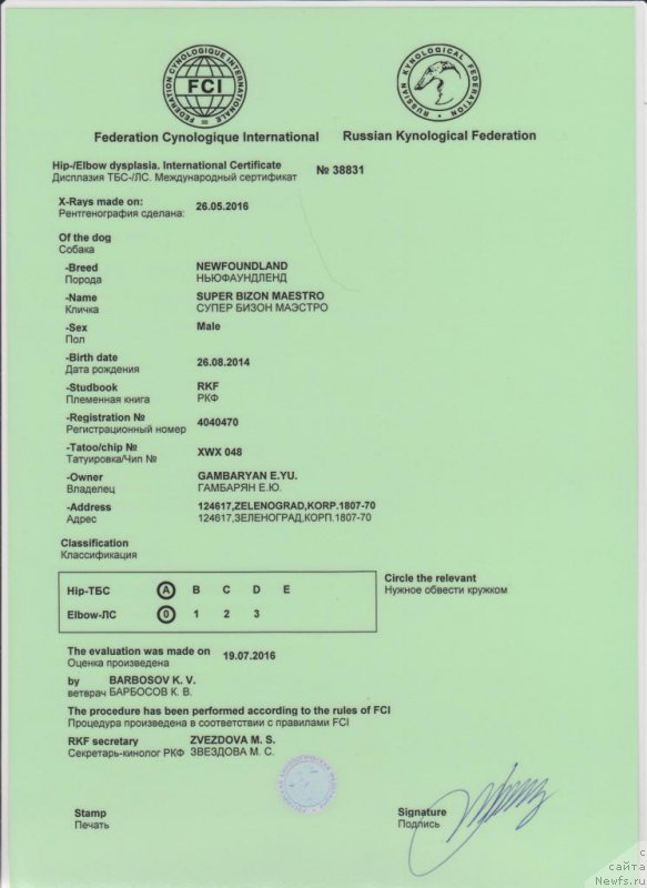 Фото: ньюфаундленд Супер Бизон Маэстро (Super Bizon Maestro)