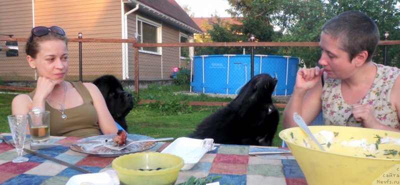 Фото: ньюфаундленд Белкондер-Клаб Белла Ренессанс (Belkonder-Club Bella Renaissance), ньюфаундленд Целого Мира Мало из Аркаима (Tselogo Mira Malo iz Arkaima), Наталья Селезнева