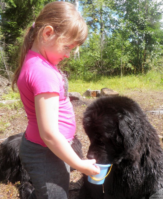 Фото: ньюфаундленд Целого Мира Мало из Аркаима (Tselogo Mira Malo iz Arkaima)