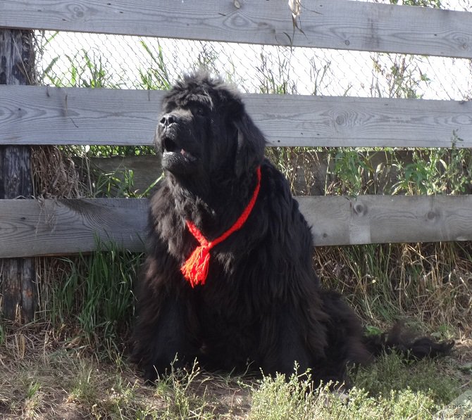 Фото: ньюфаундленд Севертан Рожденная Легендой