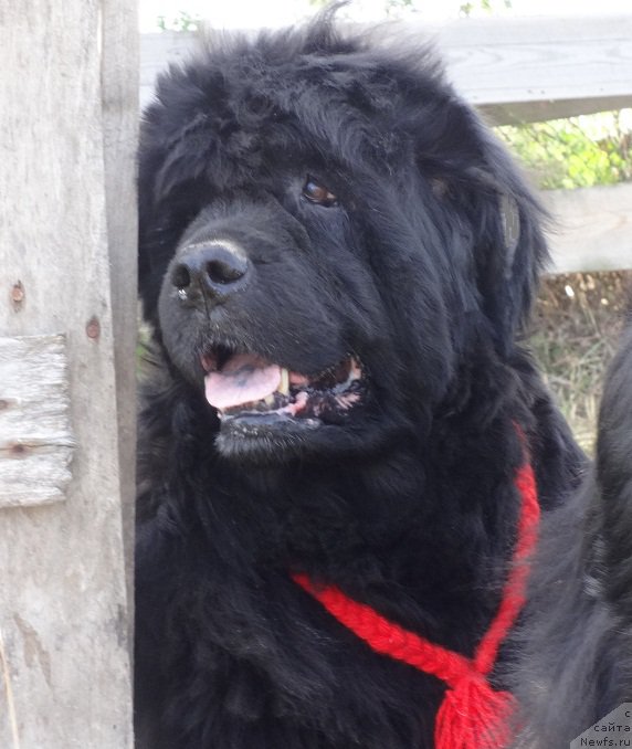 Фото: ньюфаундленд Севертан Рожденная Легендой